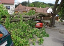 Kwikfynd Tree Cutting Services
standrewsnsw