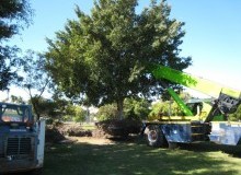 Kwikfynd Tree Management Services
standrewsnsw