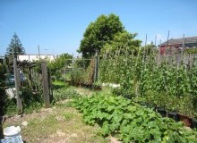 Kwikfynd Vegetable Gardens
standrewsnsw